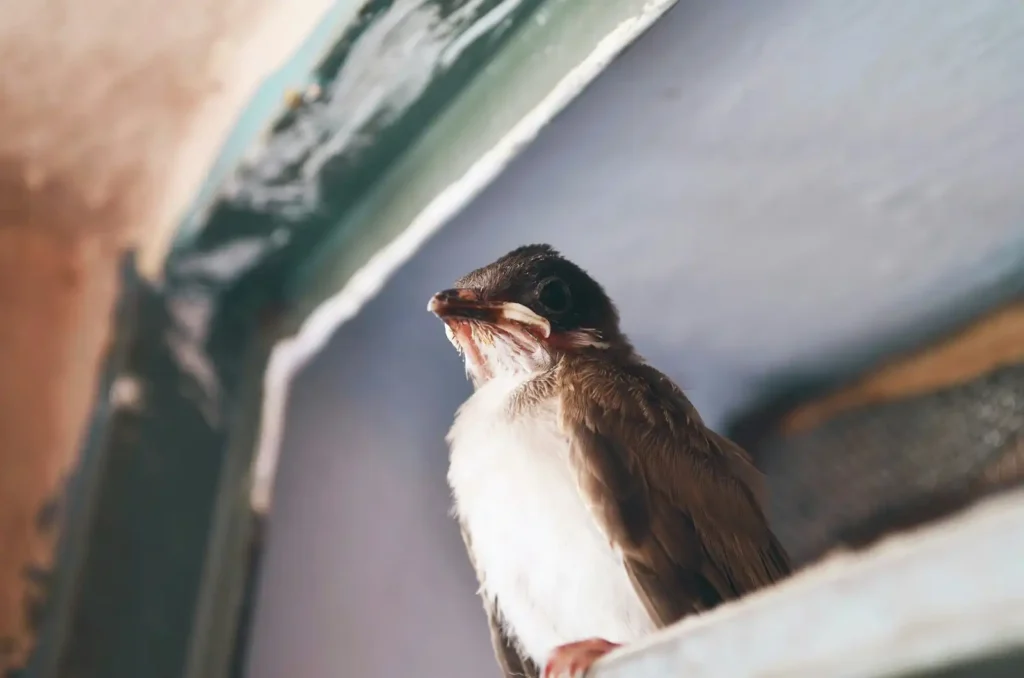 Bird Proofing